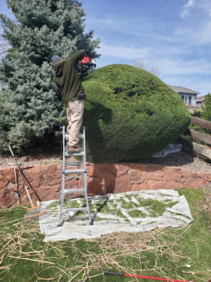 Loyal Landscaping team member trimming shrubbery.